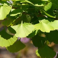 Ginkgo biloba