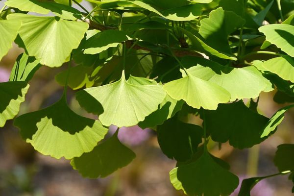 Ginkgo biloba