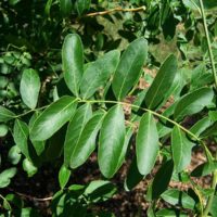 Gleditsia caspica