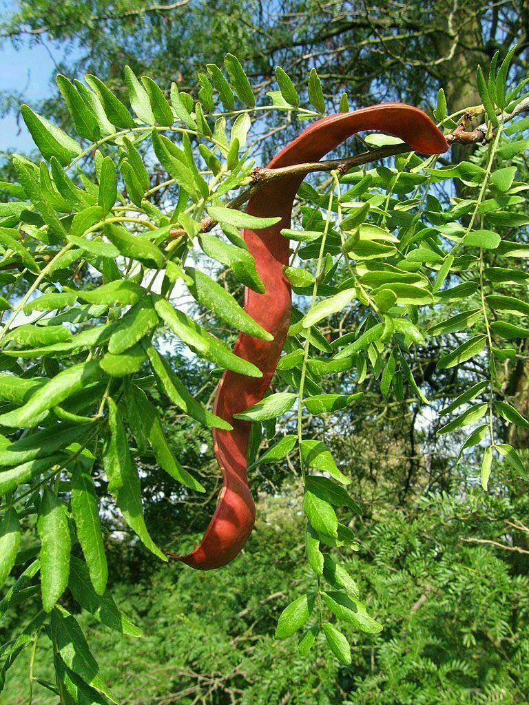 Gleditsia caspica