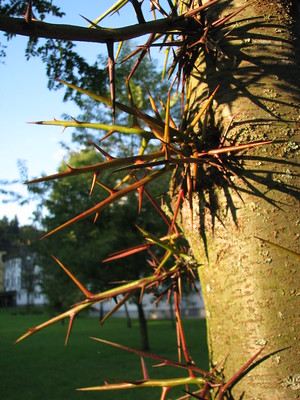 Gleditsia caspica
