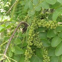 Gleditsia sinensis