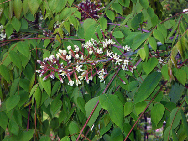 Gymnocladus dioicus