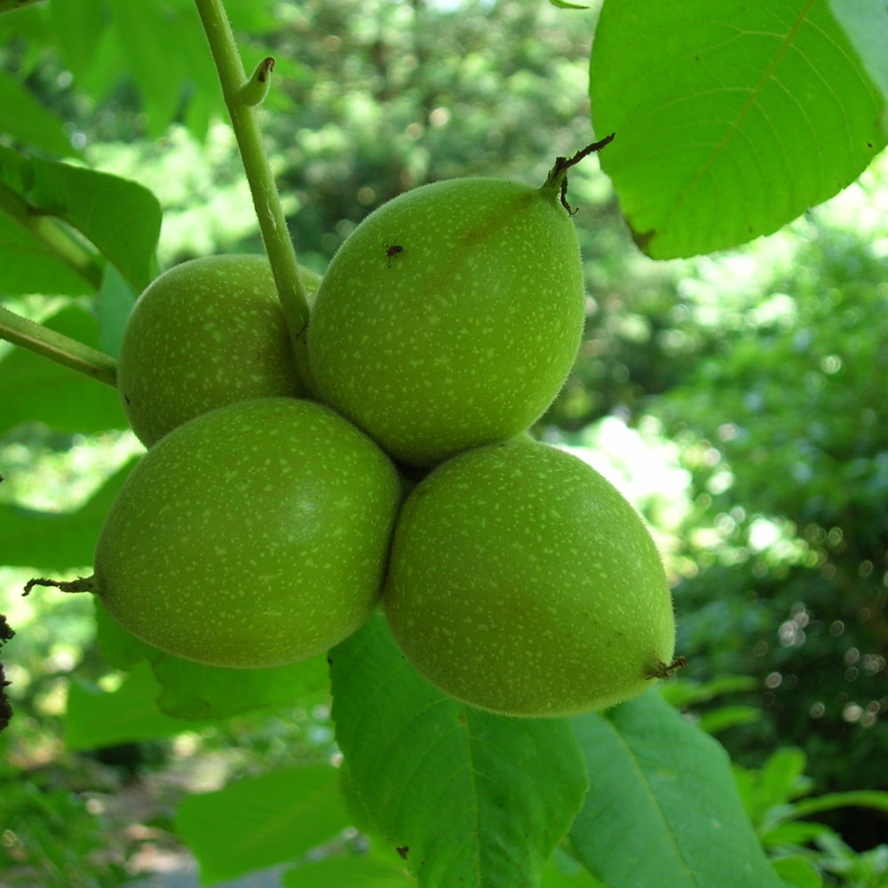 100 Hojas De Almendro Indio A Granel - Natural, Seguro Para
