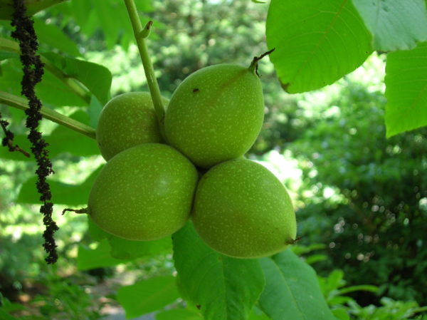 Juglans ailantifolia