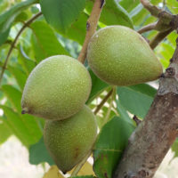 Juglans ailantifolia var. cordiformis