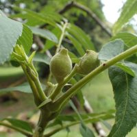 Juglans microcarpa