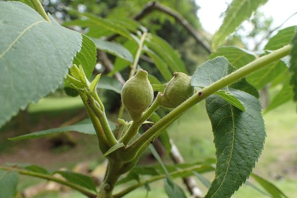 Juglans microcarpa