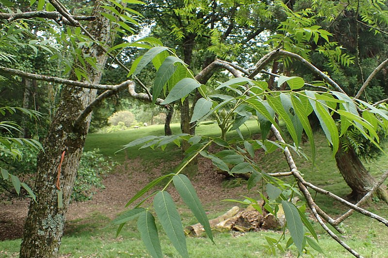 Juglans microcarpa
