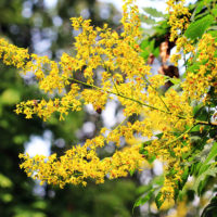 Koelreuteria paniculata