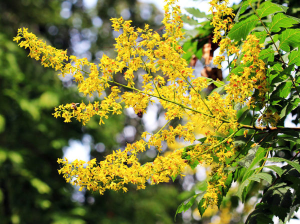 Koelreuteria paniculata