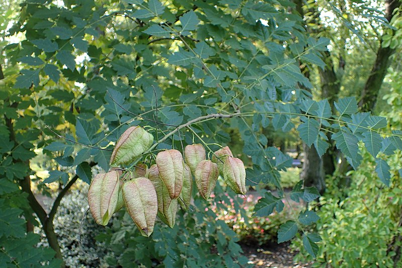 Koelreuteria paniculata