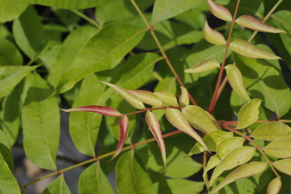 Pistacia chinensis