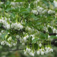 Styrax japonica