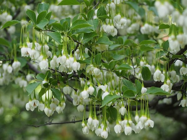 Styrax japonica