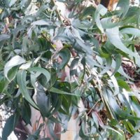 Eucalyptus viminalis - Gommier blanc