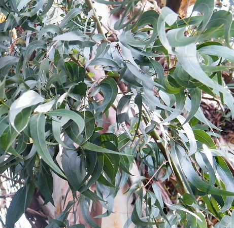 Eucalyptus viminalis - Gommier blanc
