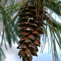 Pinus armandii