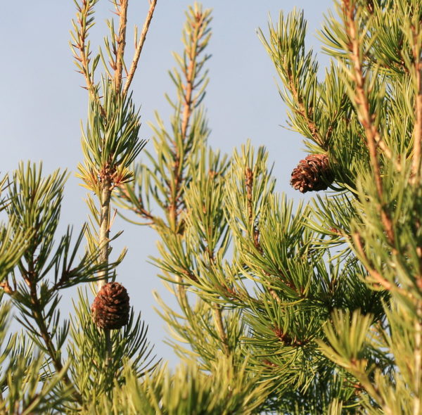 Pinus bungeana