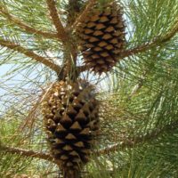 Pinus coulteri