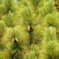 Pinus elliotti