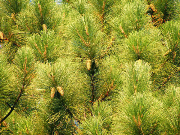 Pinus elliotti