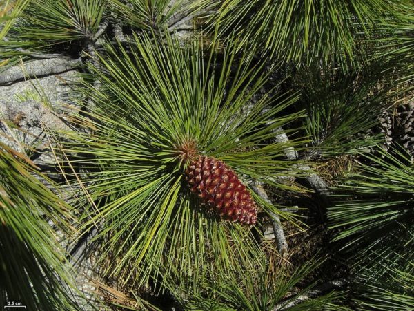 Pinus jeffreyi