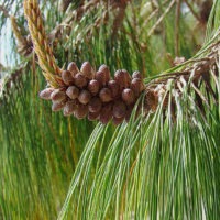 Pinus patula