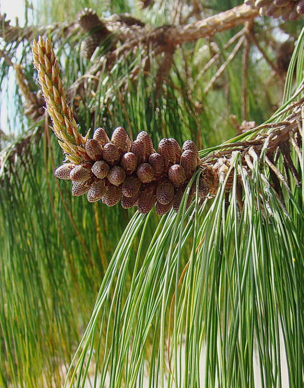 Pinus patula