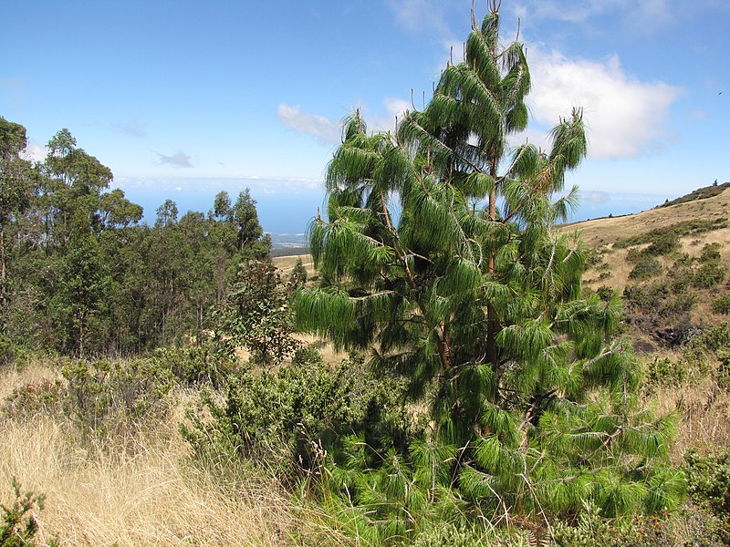 Pinus patula