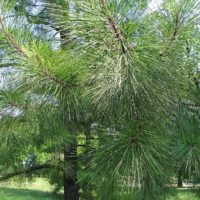 Pinus taeda