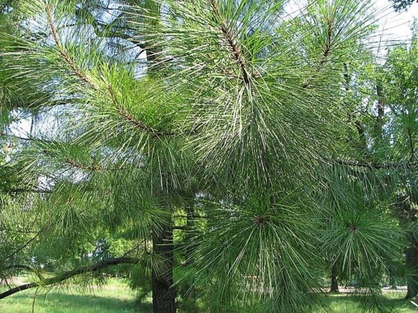 Pinus taeda