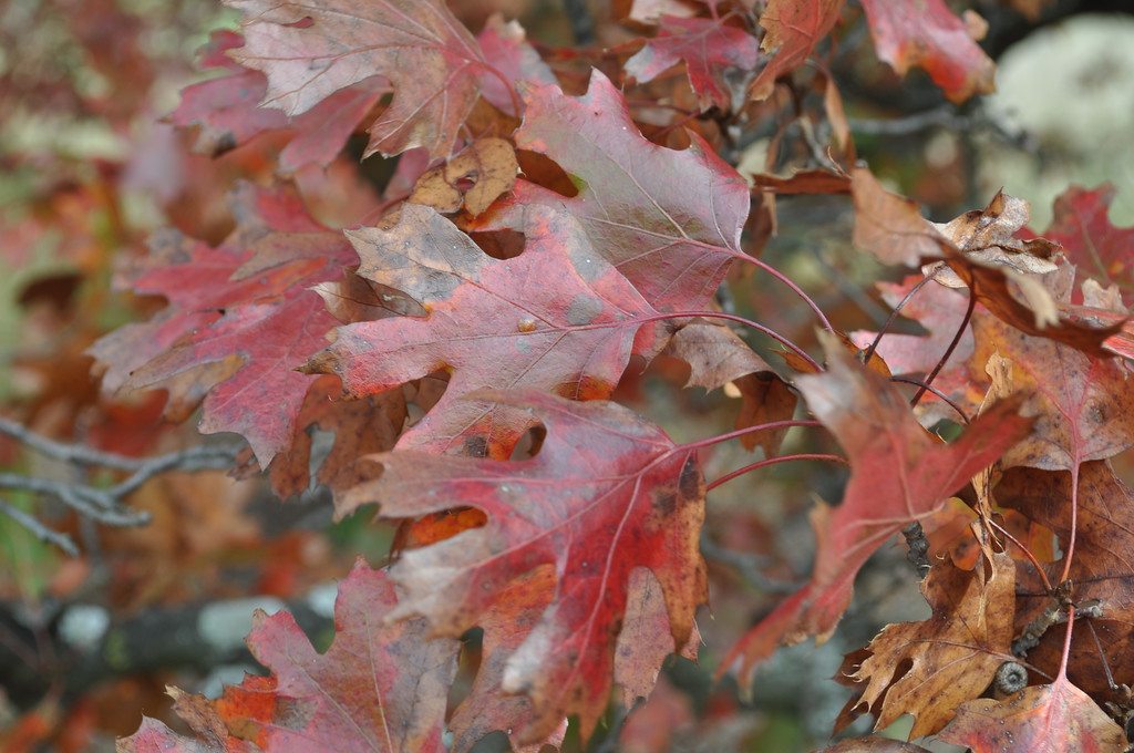 Quercus acerifolia - Chêne à feuilles d’érable - Florama
