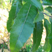 Quercus acutissima