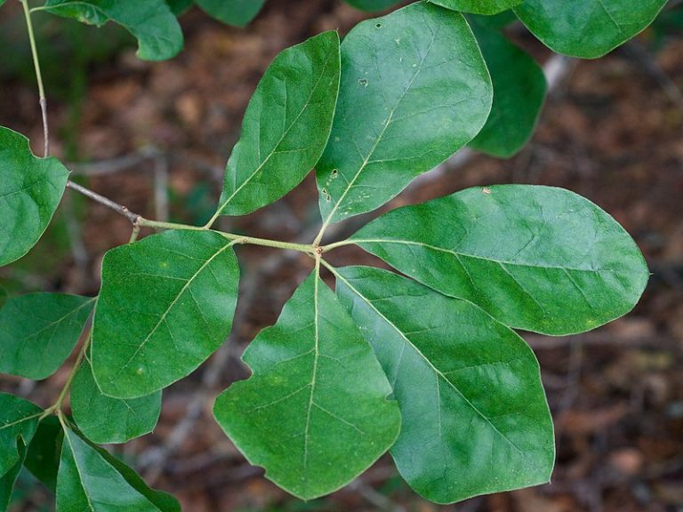 Quercus arkansana Chêne de l'Arkansas Florama