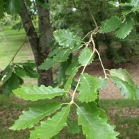 Quercus canariensis