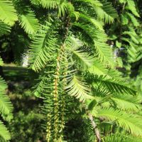 Metasequoia glyptostroboides