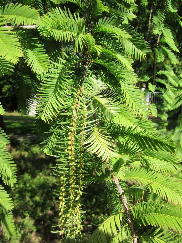 Metasequoia glyptostroboides