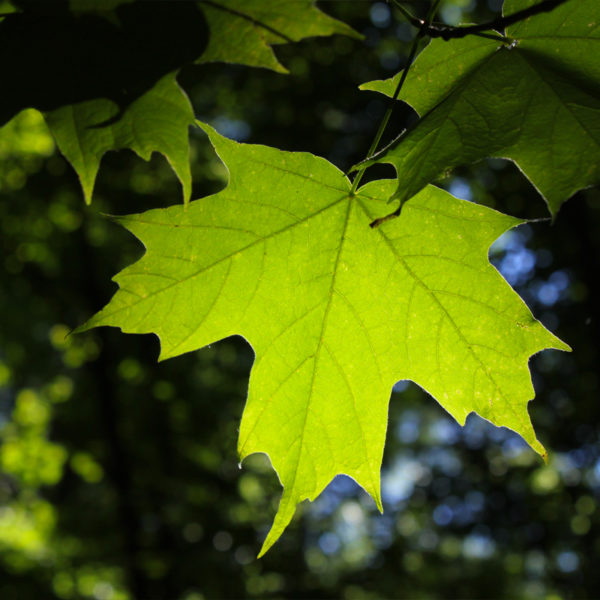 Acer saccharum