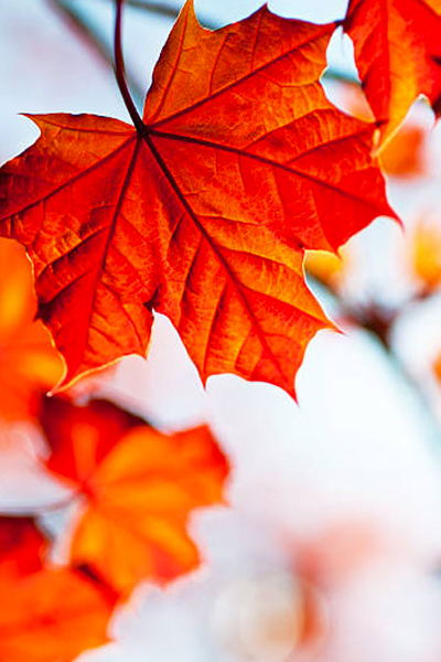 Acer-Saccharum
