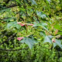 Acer oliverianum