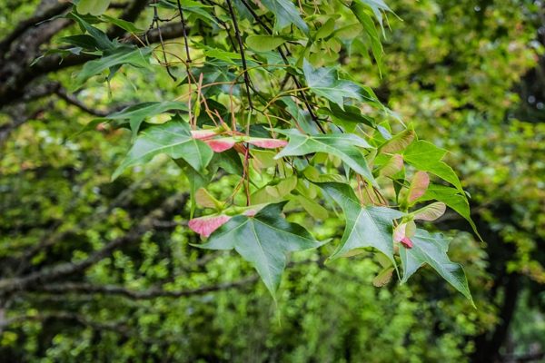 Acer oliverianum