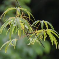 Acer pentaphyllum