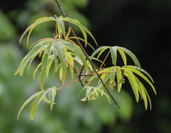 Acer pentaphyllum