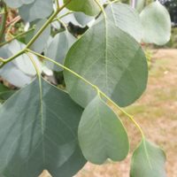 Eucalyptus camphora