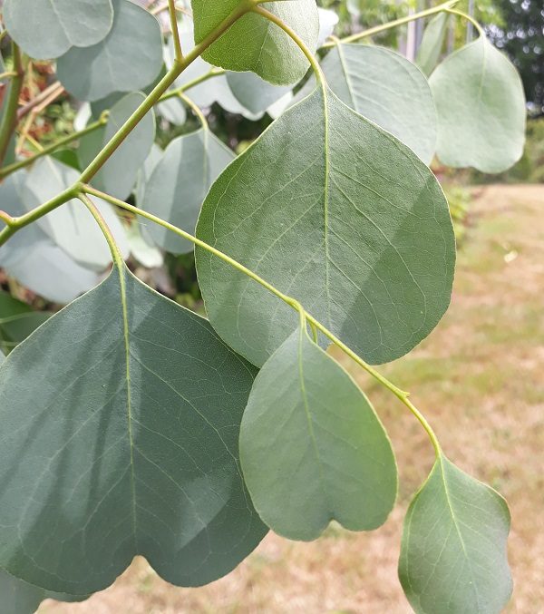 Eucalyptus camphora