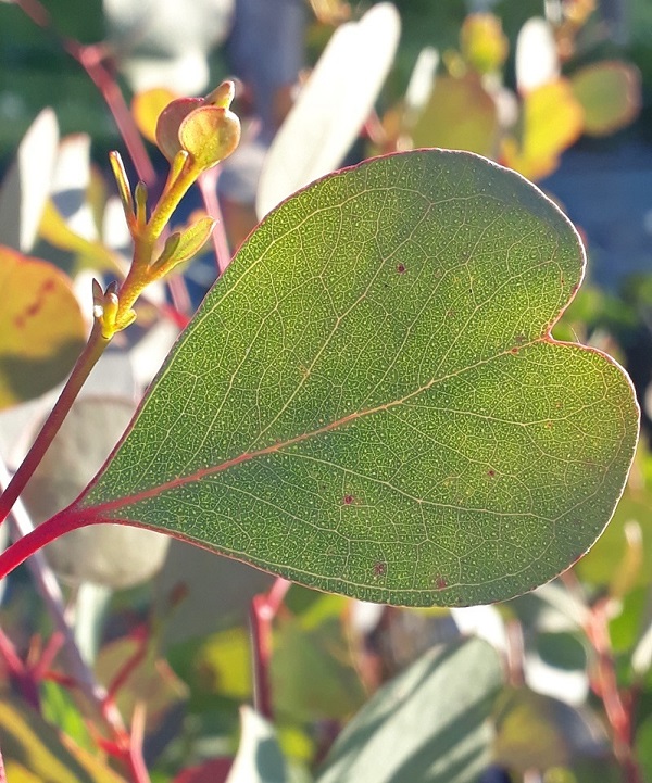 Eucalyptus camphora