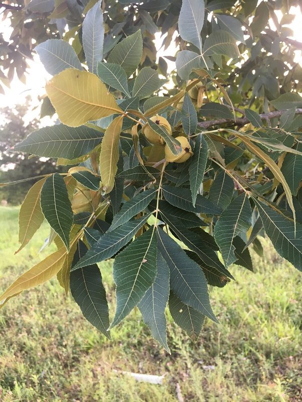 Carya myristiciformis