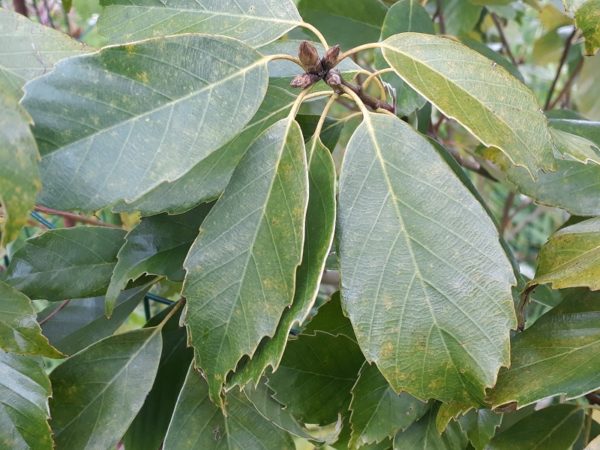 quercus glauca