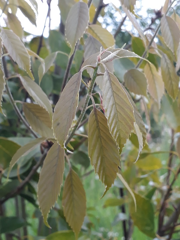 Quercus glauca